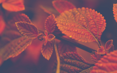 Join us on 9.26.2019 for our Evening of Inspiration Event!