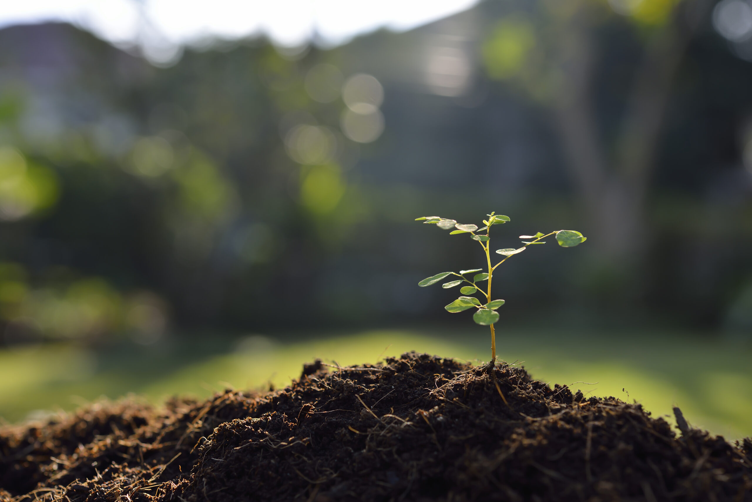 Young plant